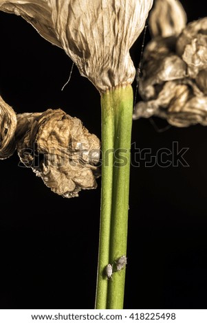 lice on withering iris stem