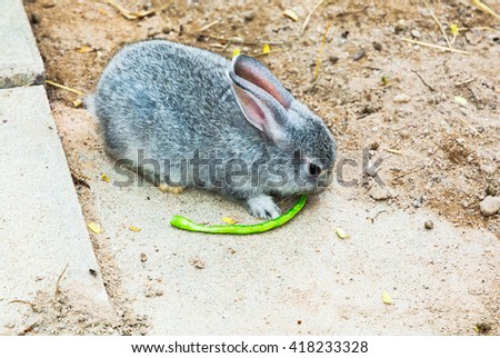 Grey rabbit on sand yard in the zoo, Thailand. Selective focus