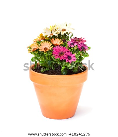 Colorful  cape daisy flowers in a ceramic flowerpot isolated  Royalty-Free Stock Photo #418241296