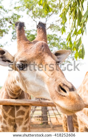 giraffe portrait in zoo