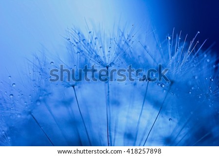 Abstract macro cyan photo of dandelion seeds with water drops.