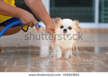 bathing chihuahua dog in home