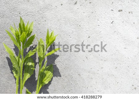 Concrete simple background with herbs