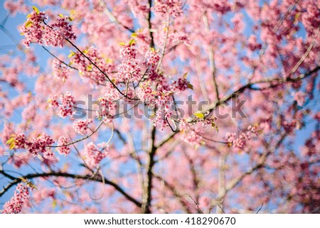 Thai Sakura or Cherry Blossom