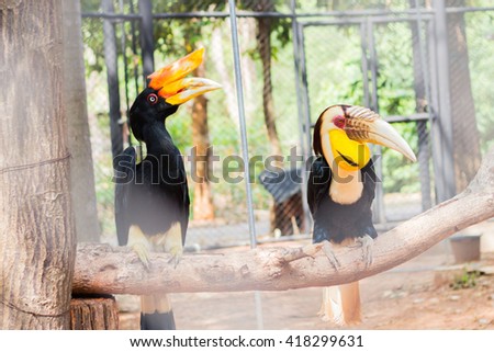 Close up of exotic toucan bird in natural setting near 
