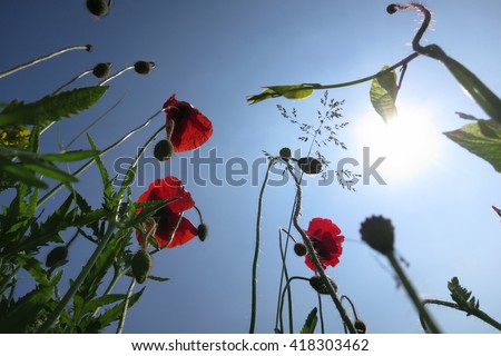 Poppy and sun during summertime in a garden. Wendland, Germany, Europe
