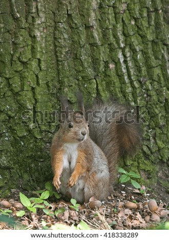 Eating squirrel in the forest. Eurasian red squirrel (Sciurus vulgaris).