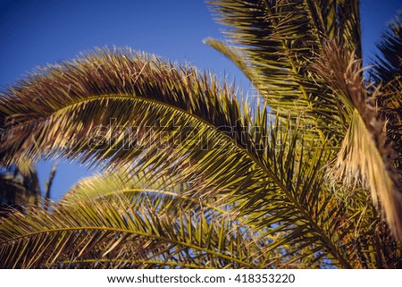 Exotic palm tree in soft light, on background of sunny summer blue sky 