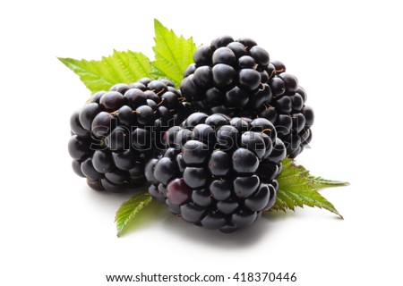 Closeup shot of fresh blackberries. Isolated on white background. Royalty-Free Stock Photo #418370446