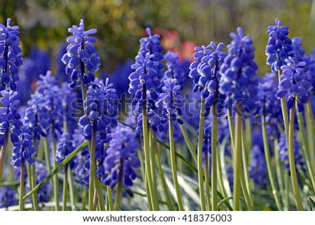 Background of Muscari botryoides blue grapes hyacinth in the spring garden
