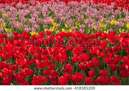 Field of red tulips dissolve