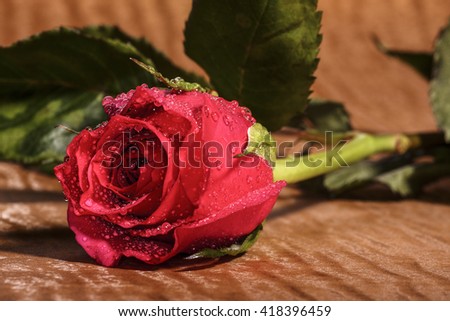 Close up of a single red rose