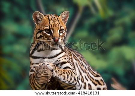 Ocelot rests on a tree. Royalty-Free Stock Photo #418418131