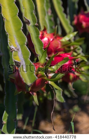 Dragon fruit or Pitaya (Pitahaya) plantation in Thailand Hylocercus undatus