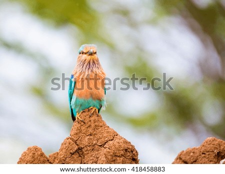 The Indian roller , is a member of the roller family of birds. They are found widely across tropical Asia and are best known for the aerobatic displays of the male during the breeding season. 