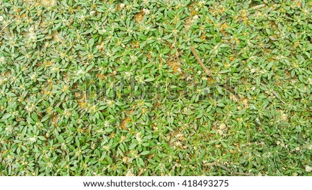 Dry green grass