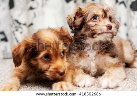 Two Little funny Chinese Crested fluffy pappy dog posing  