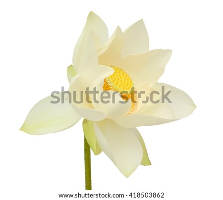 beautiful white Lotus flower isolated on white background