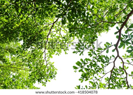 image of green Trees in the Garden.
