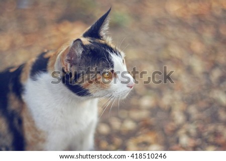 Calico cat sitting in the garden with copy space and soft tone vintage filter effect