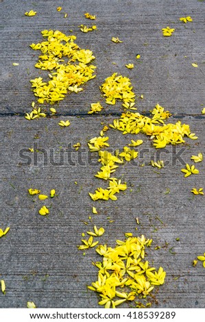 Golden Shower Flowers on Ground, Thailand