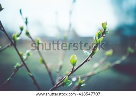 Spring buds on branches, on a dark background. Selective focus. Shallow depth of field. Toned image.