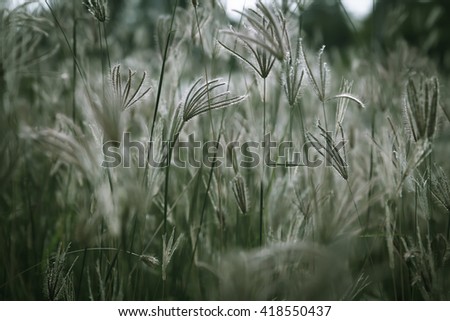 grass field in the morning of soft focus process natural background.
