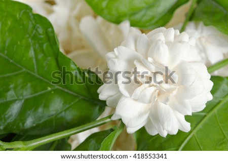 Jasmine (Other names are Jasminum, Melati, Jessamine, Oleaceae) flowers grouped on wooden board background