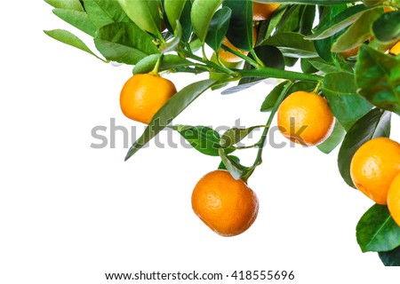 mandarine tree isolated on white background Royalty-Free Stock Photo #418555696