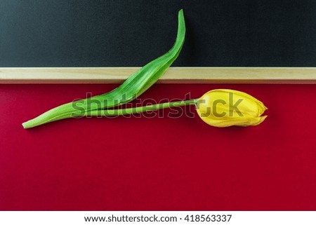 Yellow Tulip, creative picture