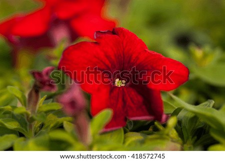 Beautiful Petunia  flower close-up on a background of green foliage