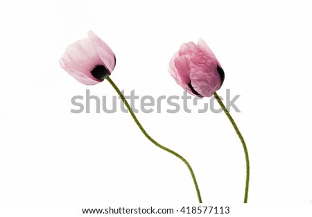 purple poppy on a white background