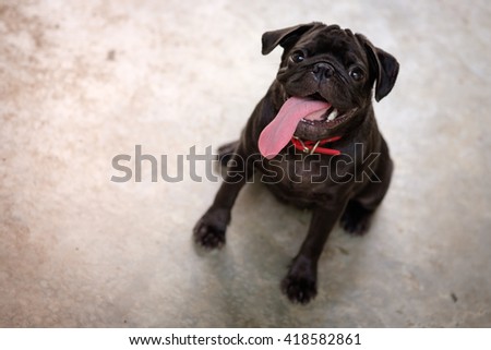 Black puppy pug dog sitting on concrete floor in very hot day.