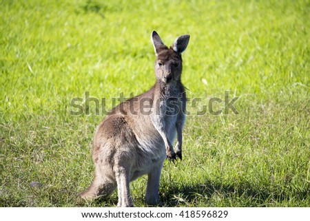 Inquisitive  Western grey kangaroo (Macropus fuliginosus) black-faced, or sooty kangaroo standing in a  paddock of green  grass near Australind, Western Australia on a sunny autumn morning  .