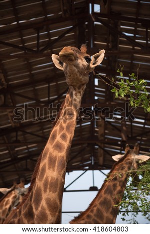 Giraffe lift the head