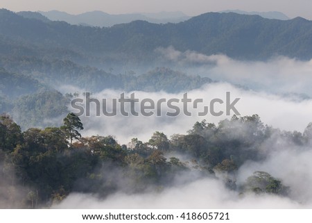 fog and cloud mountain of canopy rain forest, Kaeng krachan national park,Thailand