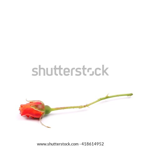 red bud roses isolated on white background
