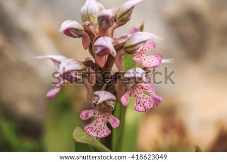 Elegance of Nature. Wild Sicilian Orchid. Point Focus with nice bokeh technique. Vibrant lovely colors, Amazing wildlife plant. Very shallow depth of field