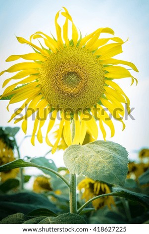 Sunflower on the garden 