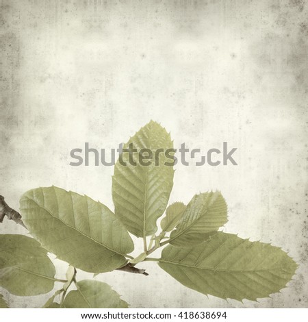 textured old paper background with young leaves of sweet chestnut tree