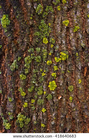 Close up view of brown tree bark with moss and fungus for background texture. The surface of the bark as abstract background. Green Moss growing on the bark of the old tree.