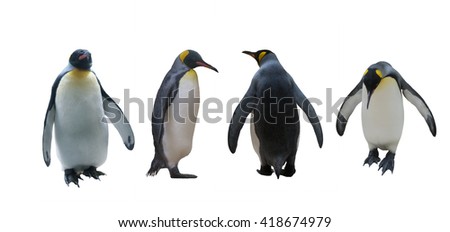 Set imperial penguins on a white background