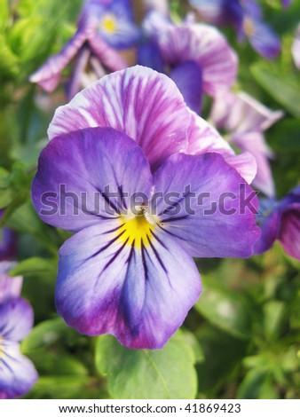 Close-up to a Pansy flower, Viola tricolor hortensis Spanish: pensamiento salvaje