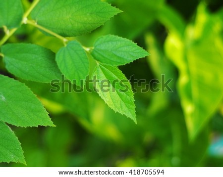 background backdrop picture photo of tropical plant trees with green leaves yellow  brown branches in jungle and green leaves outdoor environment bokeh
