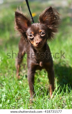 longhaired chocolate color chihuahua dog