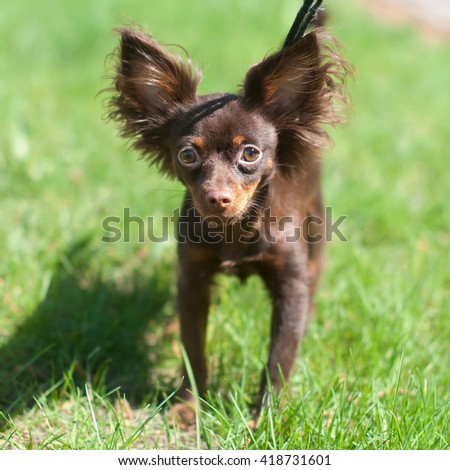 longhaired chocolate color chihuahua dog