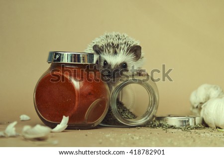 small, adorable, funny and cute hedgehog on a beige background with cooking spices (cooking, kitchen)