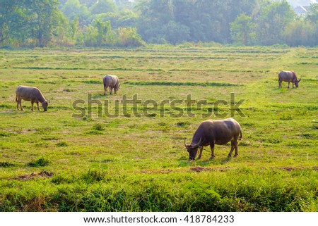 Buffalo graze in a field