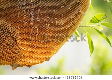 honeycomb on nature background