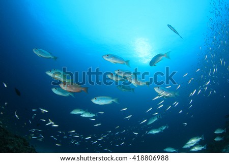 Fish school in ocean (Crescent-tailed Bigeyes)